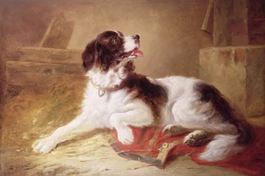 Portret van een spaniël
